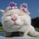 Photo of sourcat